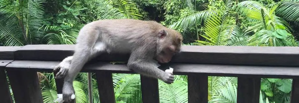 horizontal monkey